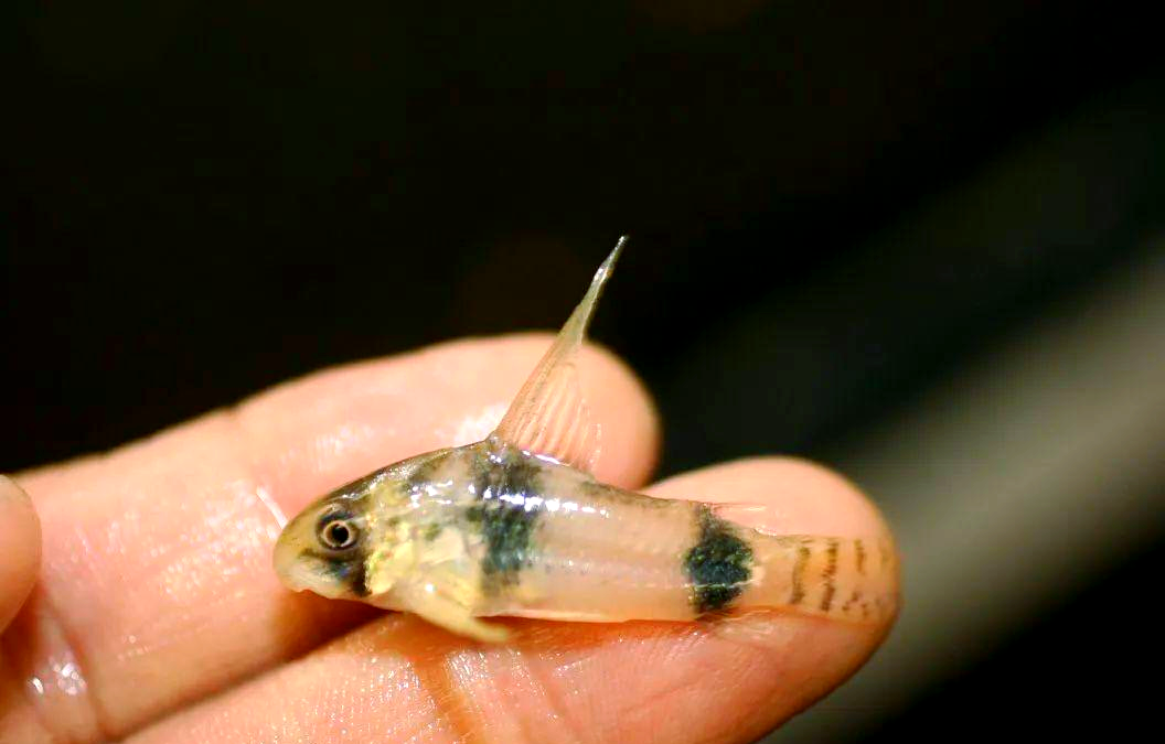 鼠鱼世界中的多彩品种,带你领略不一样的清新美