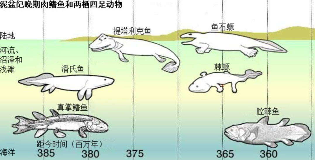 鱼的生长过程顺序图片