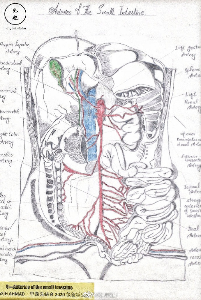 人体解剖示意图绘制图片