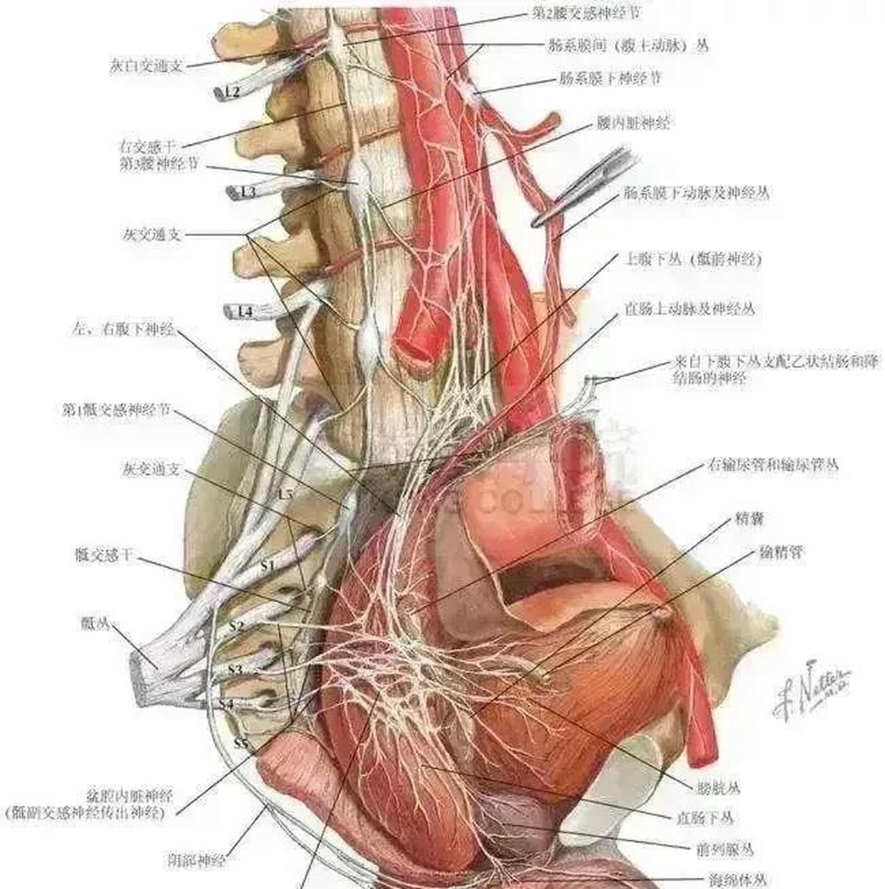 慢性前列腺炎难治愈的具体原因有哪些? 1.