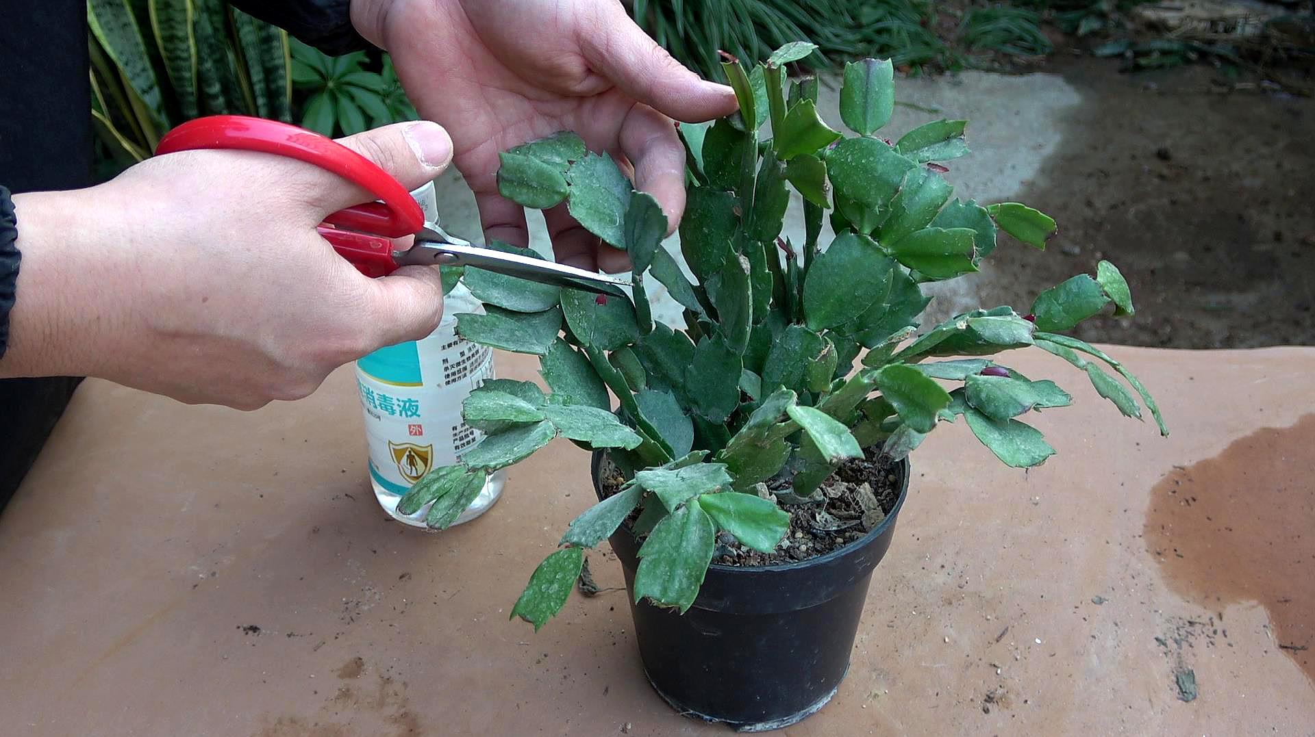 家有5种花,现在"狠心剪",半月焕发新光彩