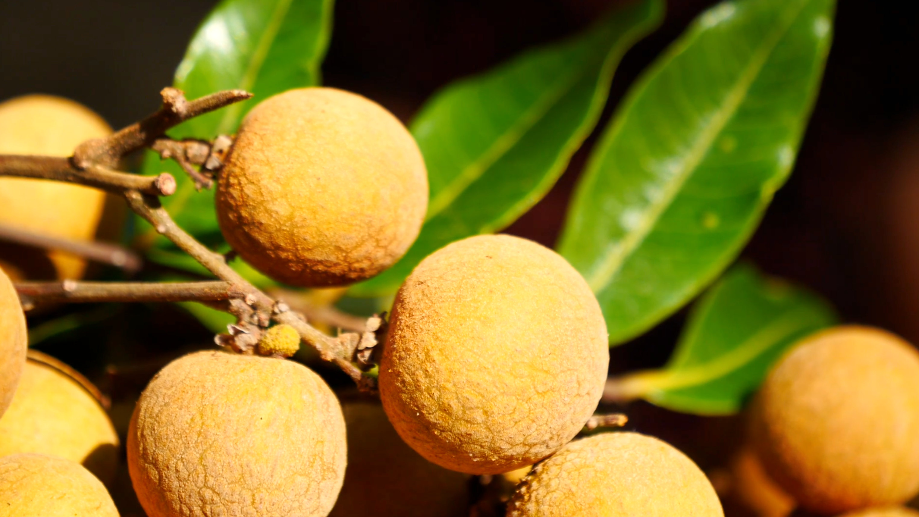 福州举办长乐青山龙眼文化节