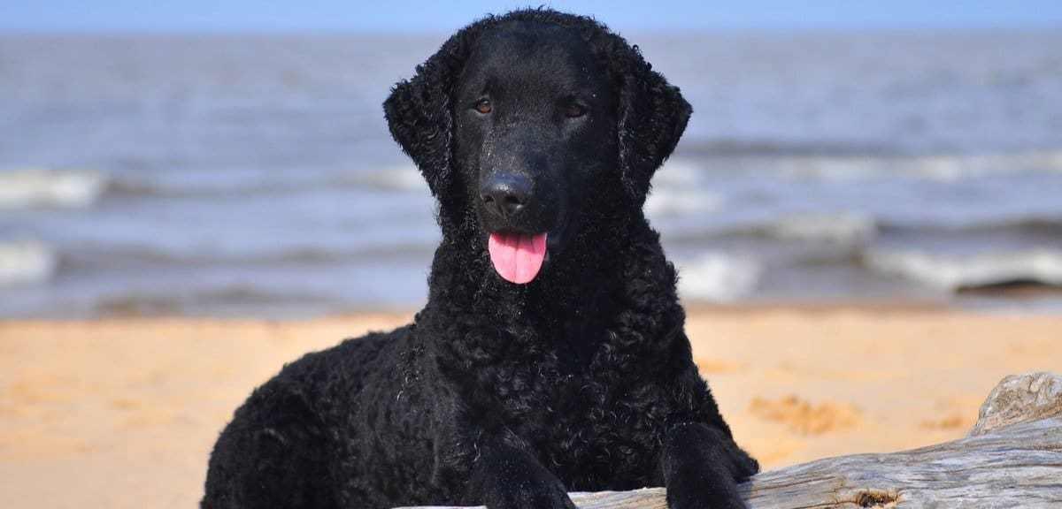 207个品种纯种犬介绍四(切萨皮克湾寻回犬和卷毛寻回犬)