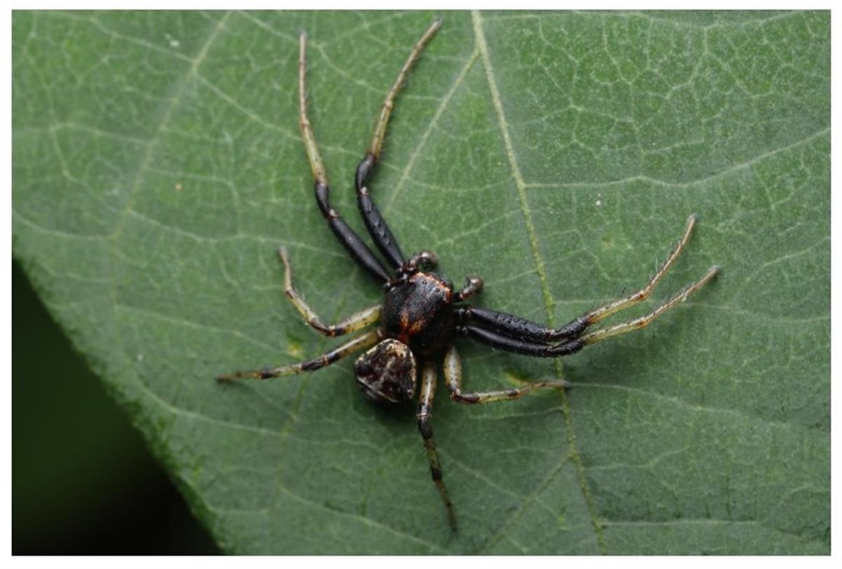 咸宁九宫山蜘蛛资源调查取得阶段性成果,发现新种30余种