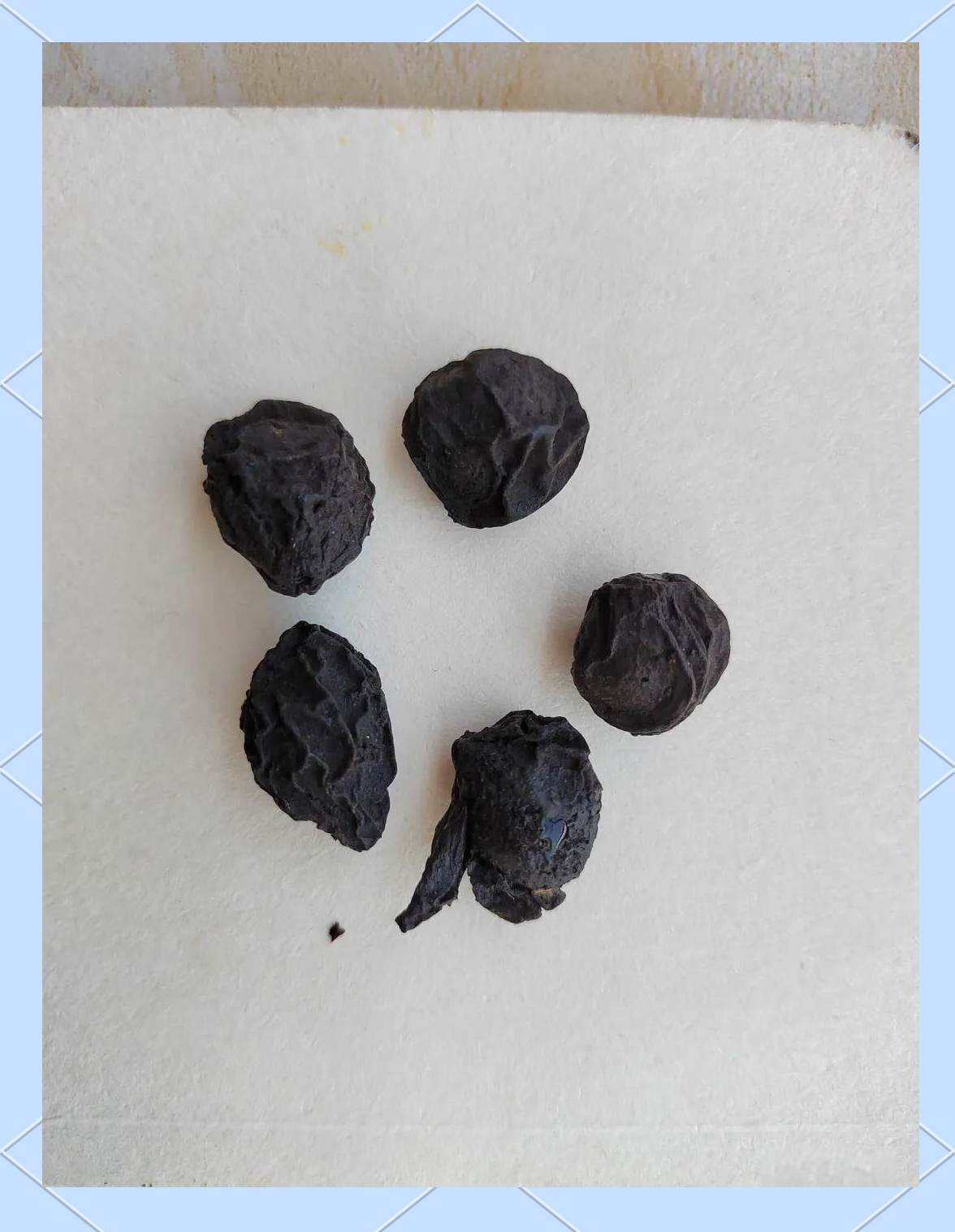 乌梅:从外观到功能的全面了解