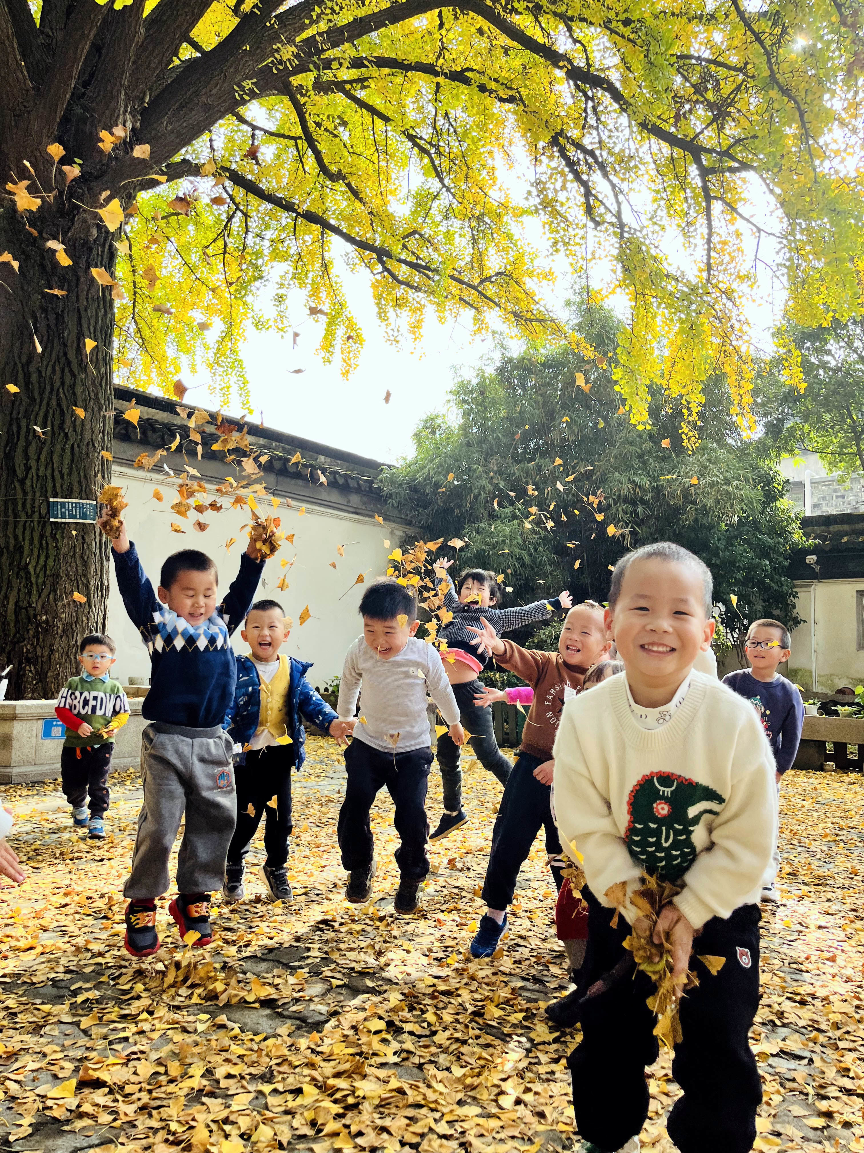 江苏苏州:小朋友古银杏树下抛撒"黄金叶" 享受冬日快乐