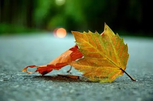 留给自己的也是无怨无悔的流年——《理想宝》