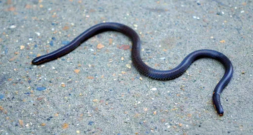 图为网友在昭平大脑山偶然发现的双头蛇