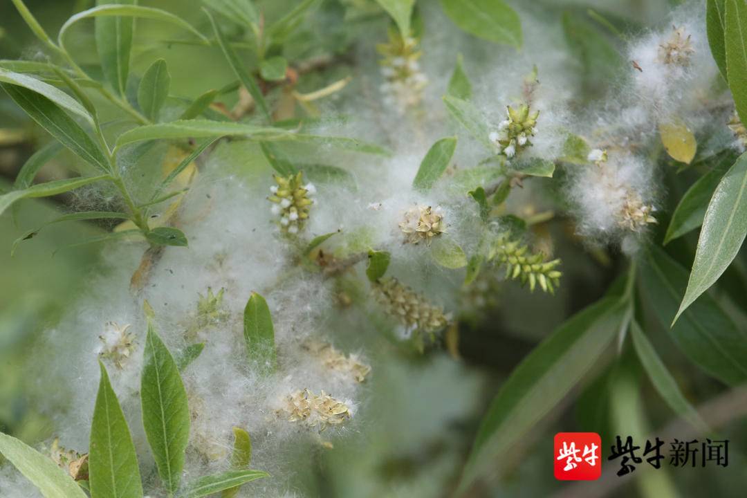 南京又到柳絮飘扬时,纷纷飞舞疑似雪