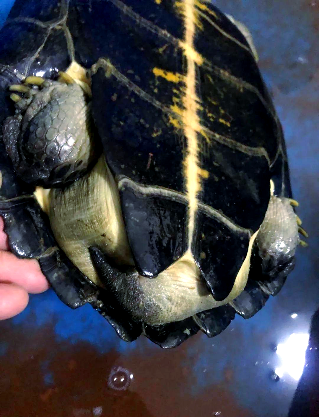 庙龟的饲养挑战:如何在北方成功培育?