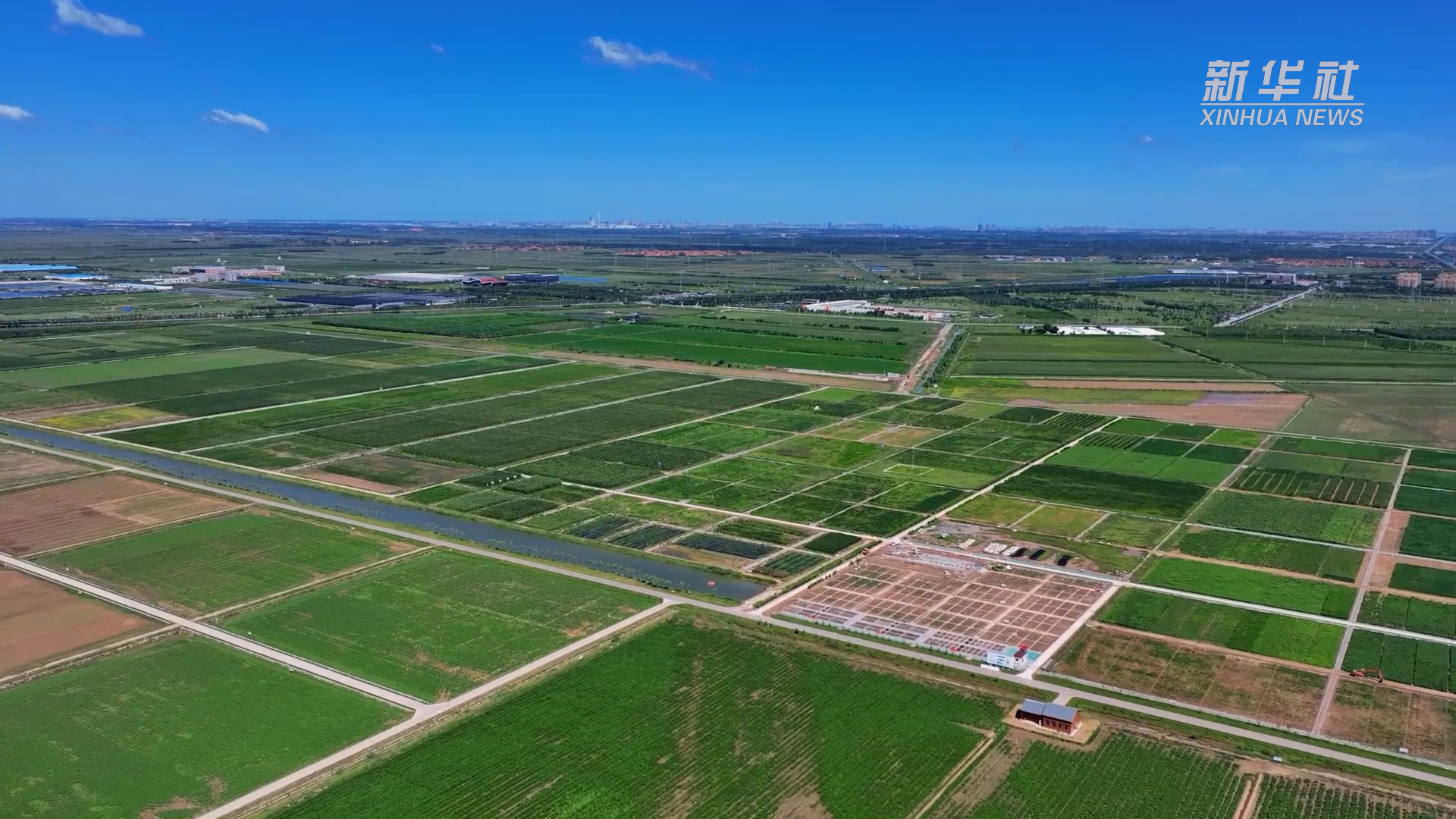山东东营:盐碱地里果粮飘香