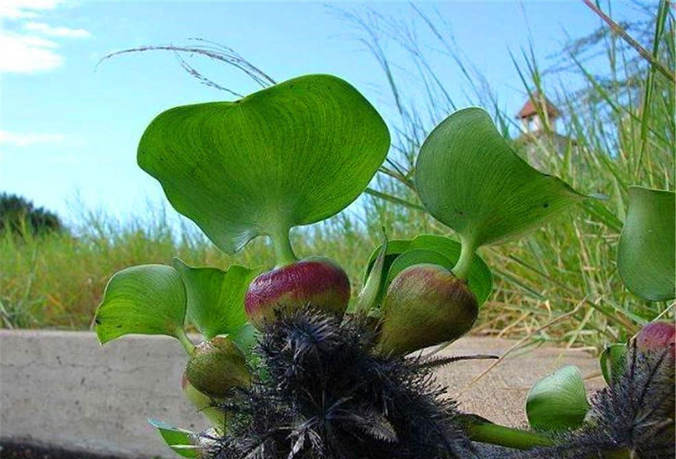 生态杀手水葫芦图片