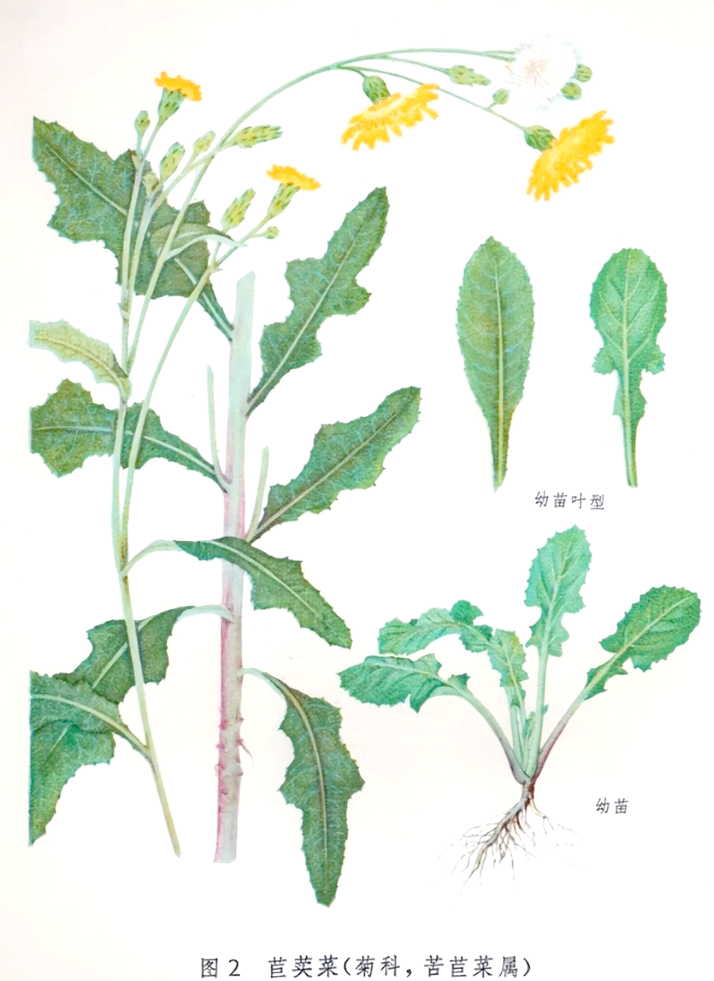蒲公英高清图谱与真伪品鉴别指南