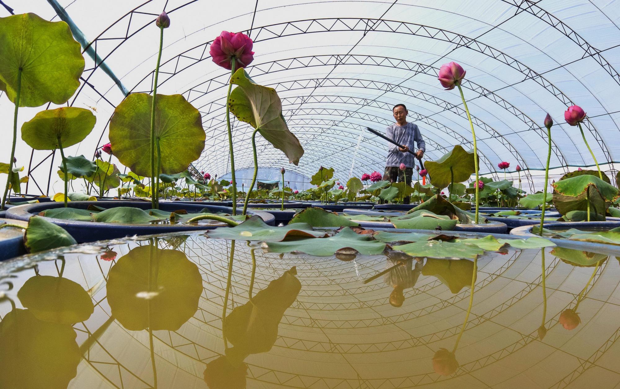 (经济)河北滦州:种植观赏荷花助增收