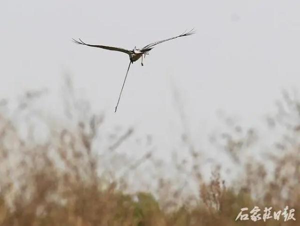 白腹鹞腿部中箭 热心人合力救助