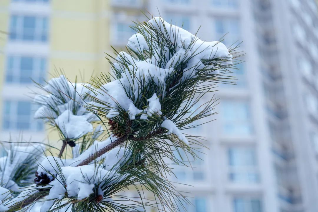 雪gf488gf雪gf488gf雪gf488gf龙年初雪北科大太美了