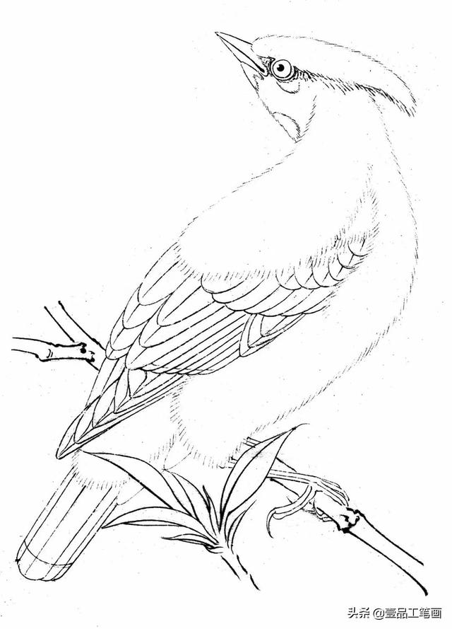 太平鸟工笔设色技法解析