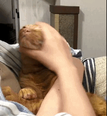 看着它们舒服的表情,就会想捉弄一下!