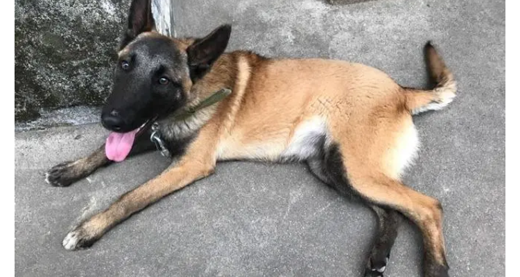 马犬与狼青犬哪个厉害