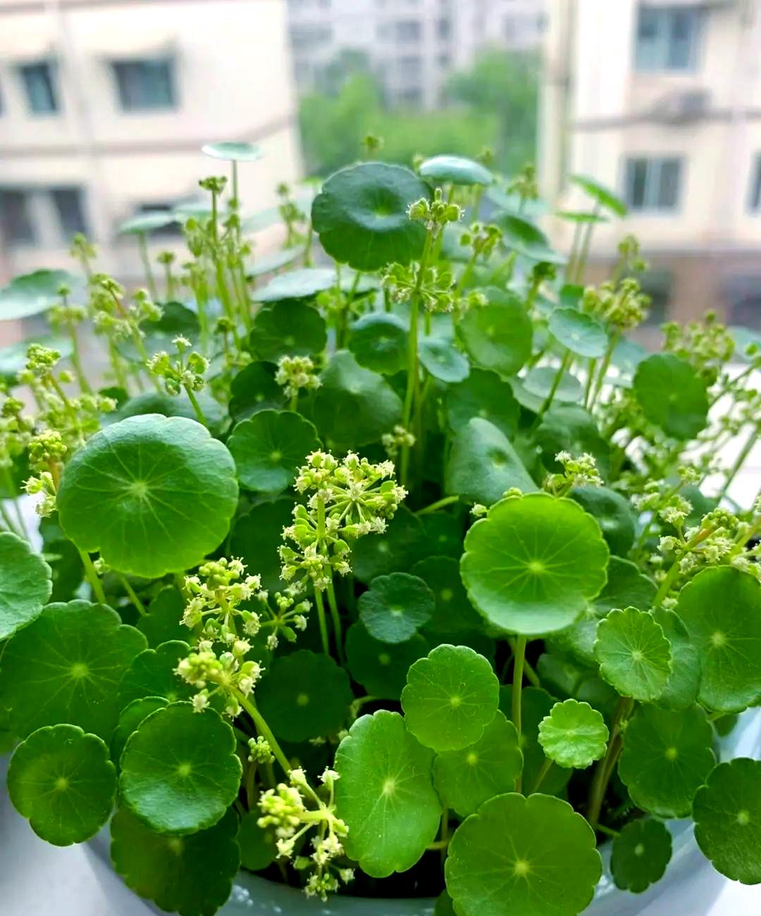 铜钱草开花是灾难预警?资深花友劝你快剪否则满盆铜钱变稀疏