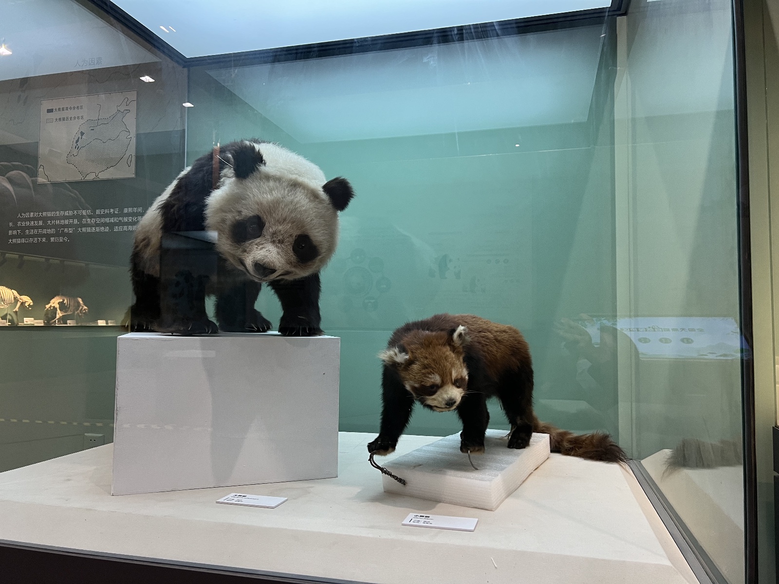 自然博物馆新展开启:走进熊猫时代 揭秘前世今生