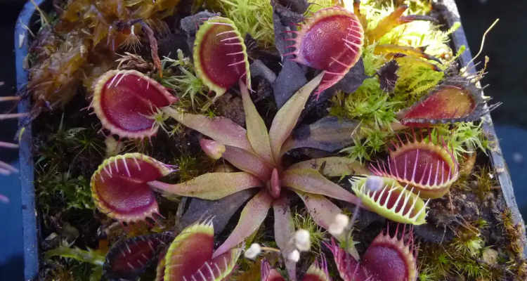 食虫草养殖方法和注意事项