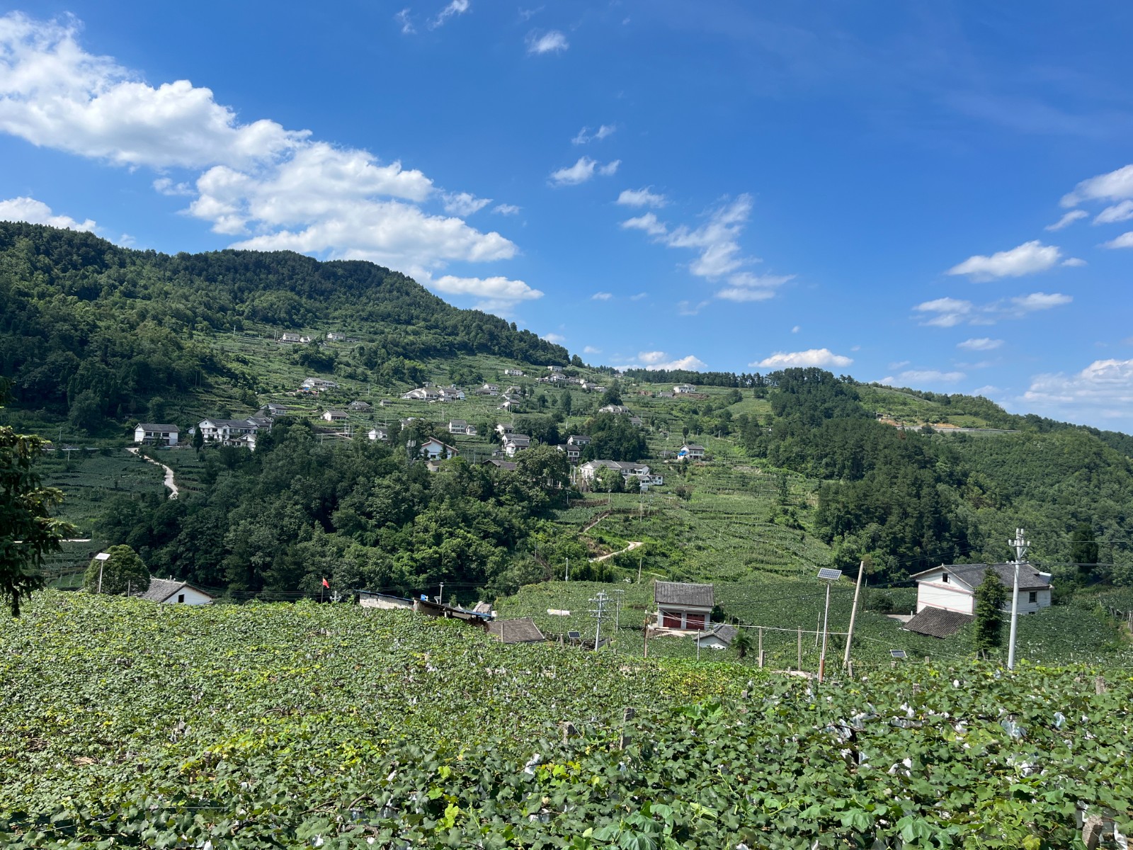 息烽县小寨坝镇:"翡翠"满枝头 致富增收有盼头