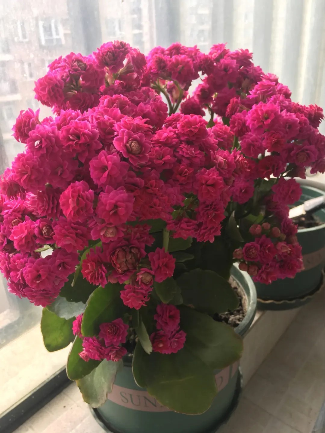 过年开花的植物有哪些?