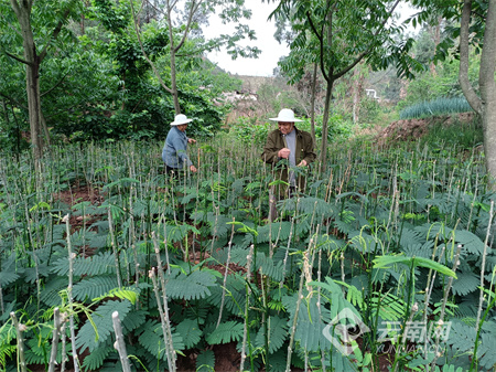 通海九龙:种植臭菜助农增收