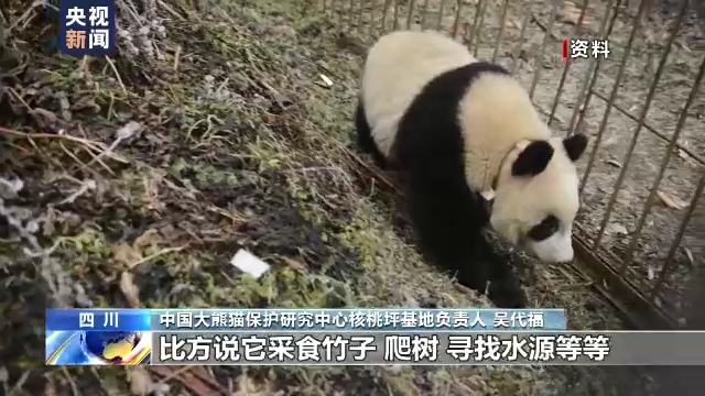 四川都江堰首次拍到野化放归大熊猫"小核桃"活动影像