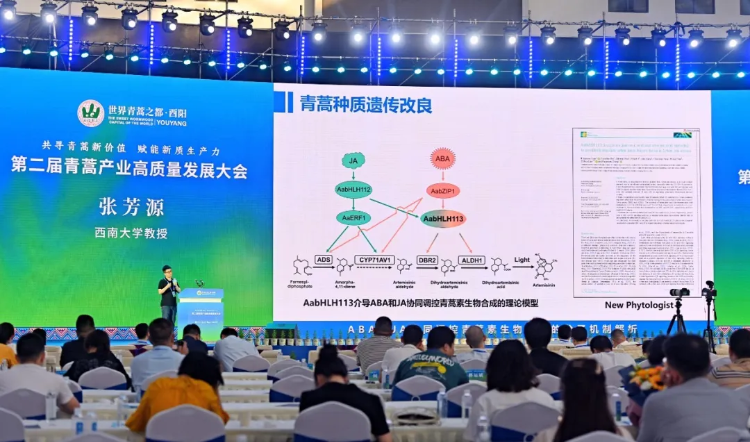 共寻青蒿新价值!专家学者为"酉阳800"青蒿产业聚势赋能