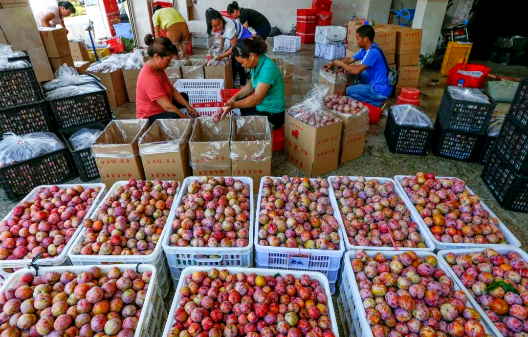 武平芙蓉李分级标准详解,提升品质从果型开始
