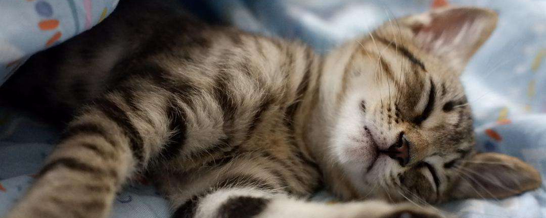 猫一天要睡多少个小时?