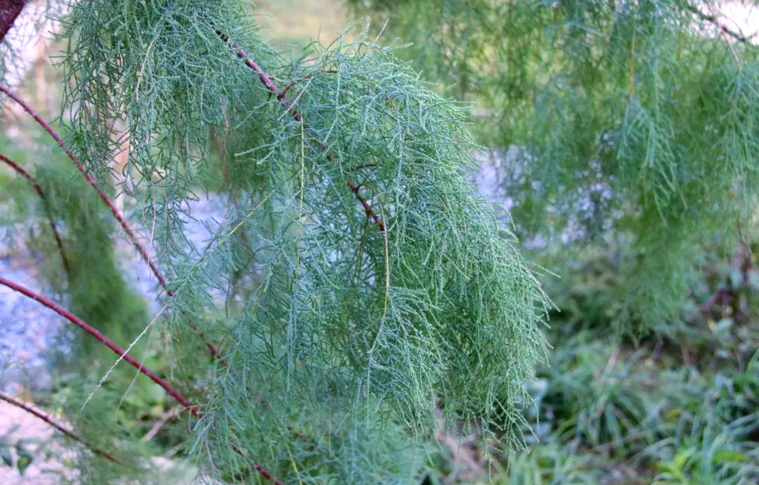 从传说中的神效到现代医学的应用:西河柳的传奇历程