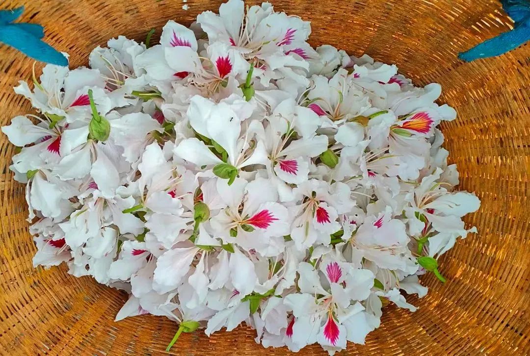 昌宁湾甸白露花:一季风景 一桌美食