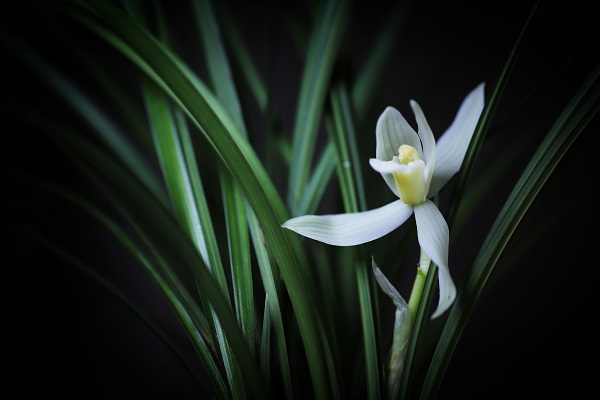 对兰花的人生感悟