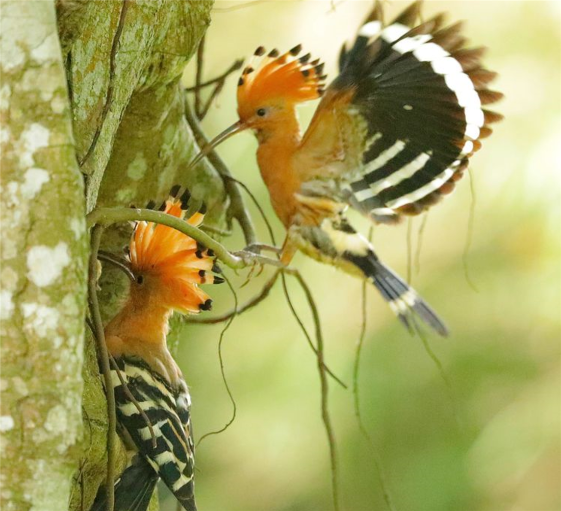 神农架出现一对山和尚,雄鸟见雌鸟不在家孵卵,飞走不给雌鸟虫吃