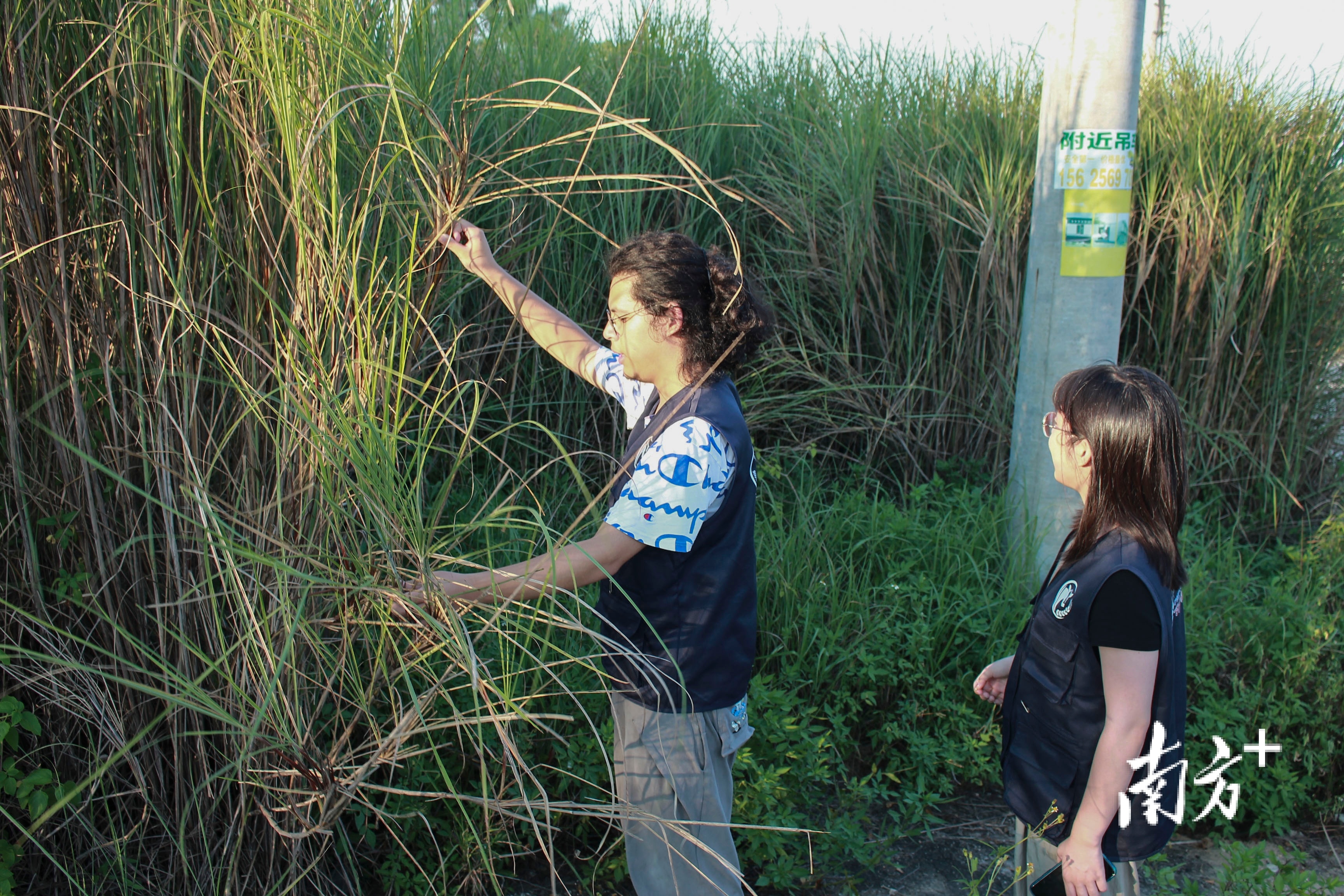 "秸"尽所能,广东大学生"三下乡"突击队让惠来黑山羊吃上"营养餐"