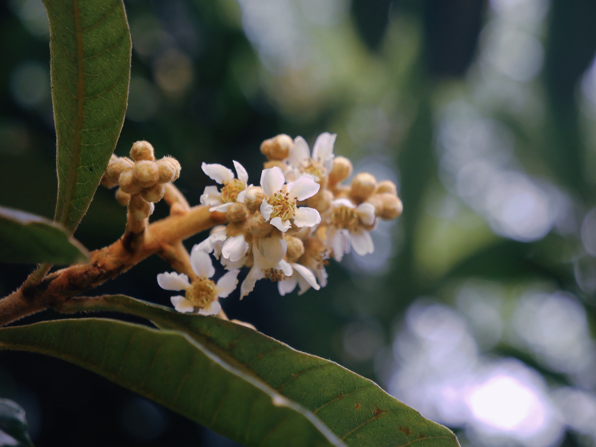 岁时草木|枇杷花开了