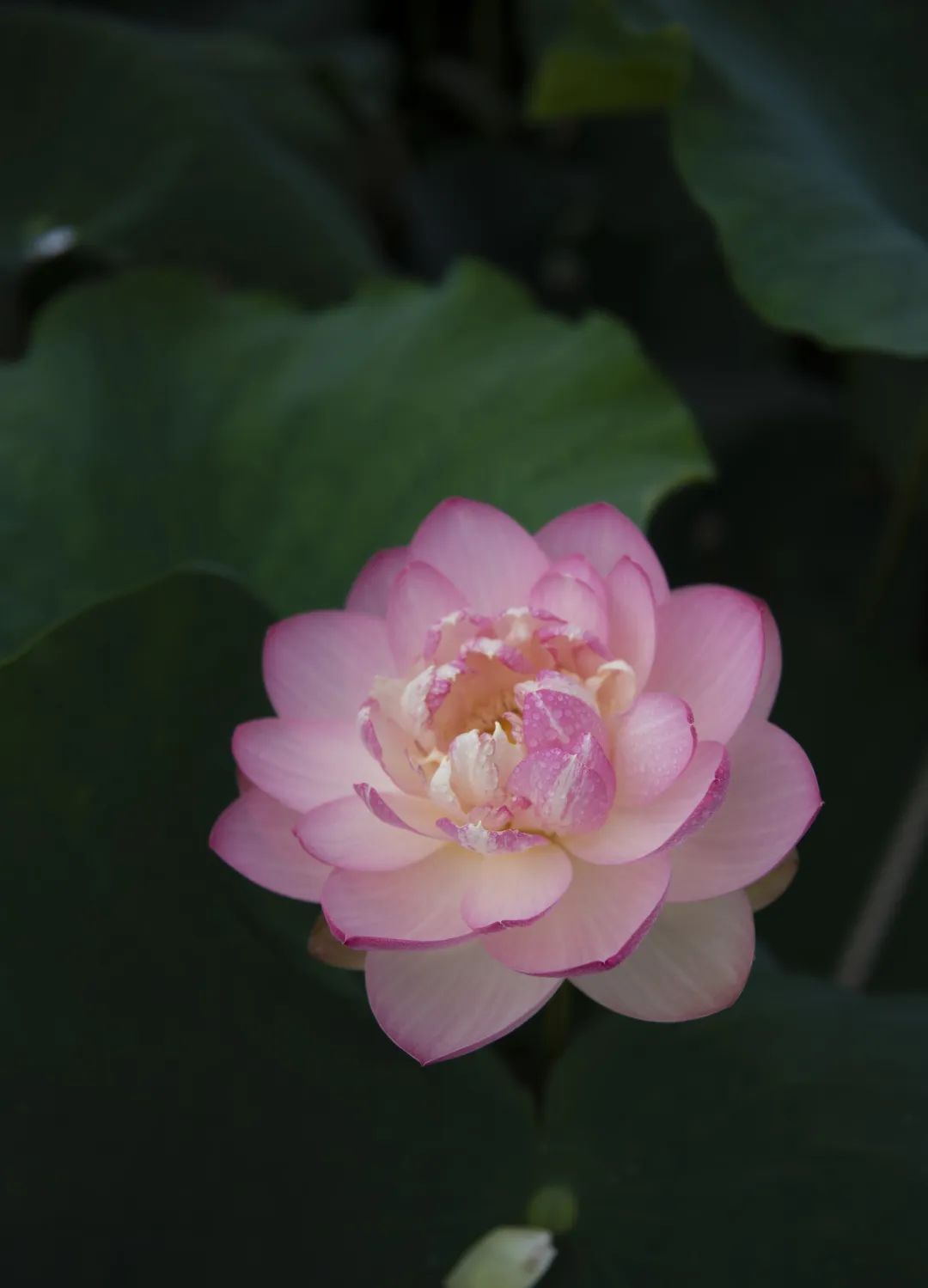 与荷花"藕遇",金山这里迎来了盛花期!请收下今夏第一波荷花美图