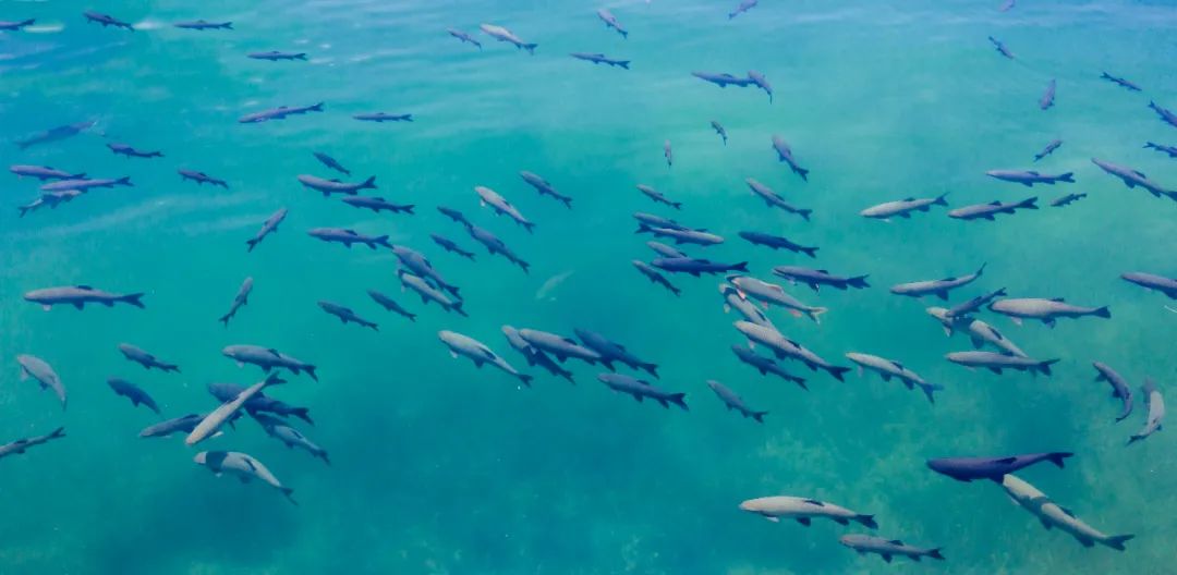 【视界】奇观!谁还没看过抚仙湖这波"青鱼阵"?