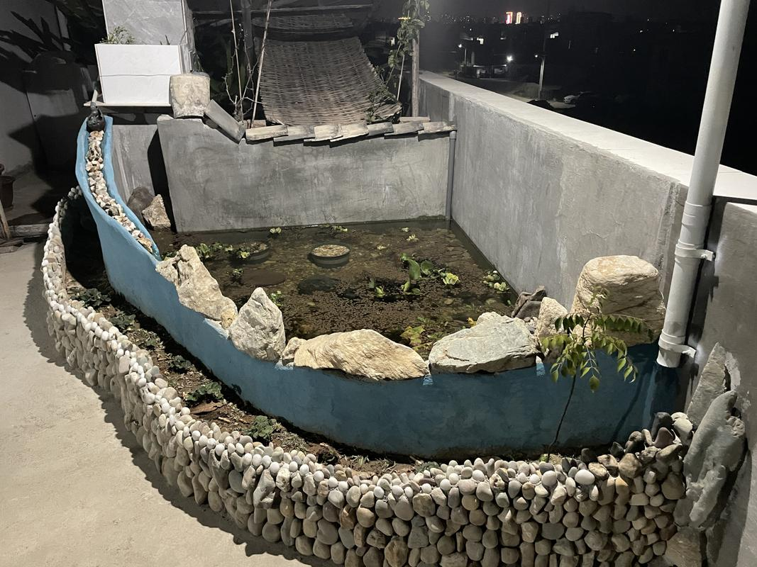 楼顶鱼池的建造历程:设计,施工与调试的全面记录