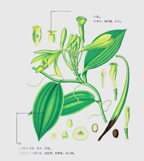 黄精：从外观到功效，全面解读这种中药材