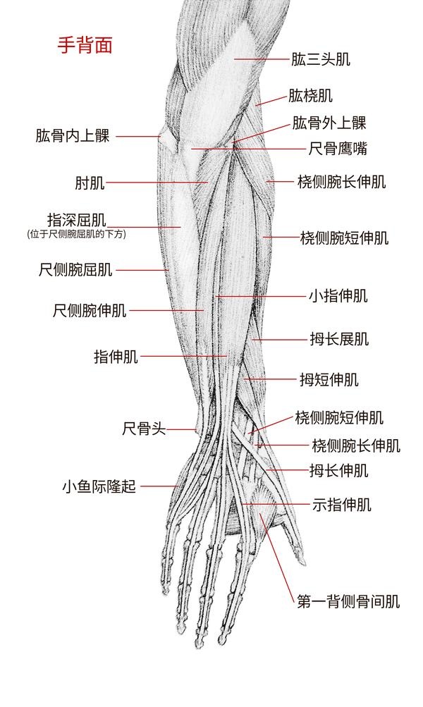 前臂背侧肌肉解剖图图片