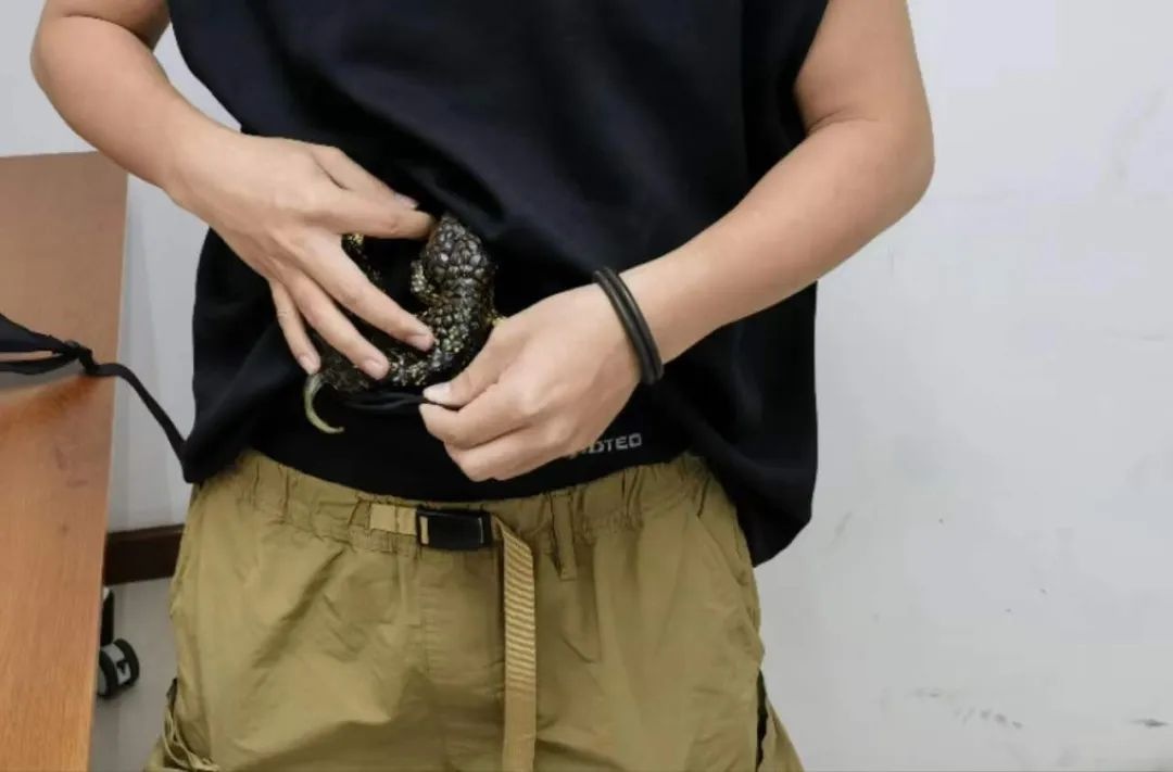 海关查获一宗旅客利用黑色束缚带人身绑藏活体松果蜥进境案