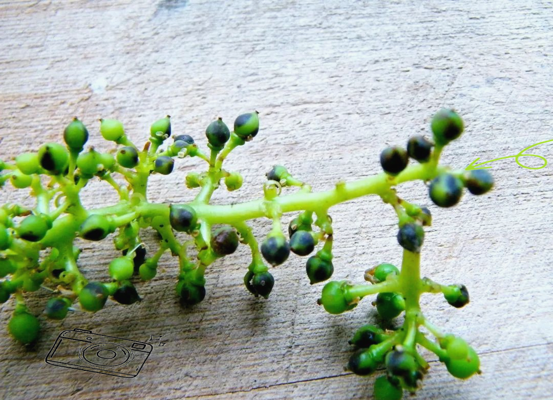 葡萄黑痘病全面防治策略,保障葡萄健康生长