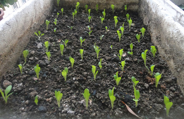 生菜生长周期多少天