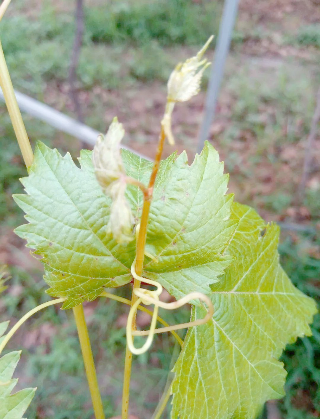 葡萄黑痘病全面防治策略,保障葡萄健康生长