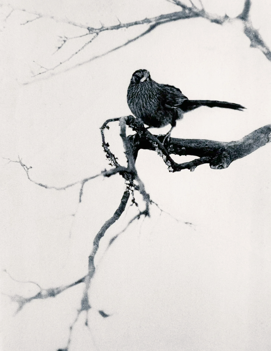 郎静山:亚洲摄影的璀璨明星与独特贡献