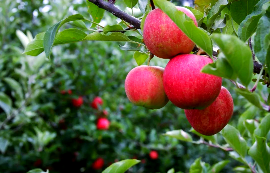 青砧1号矮砧苹果建园的关键技术要点